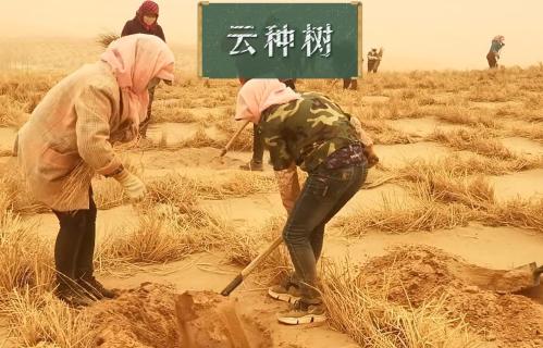 云种希望树 数字公益为万里沙漠添绿意